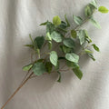Long green white