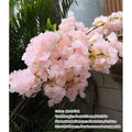 A7 Flesh Pink