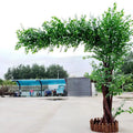 Arbre Banyan 01