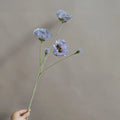 Blue Purple