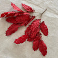Red Wine