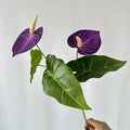 Dark Purple