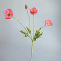 Poppy Pink