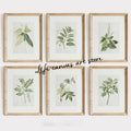 Antique botanical poster for interior kitchen decoration