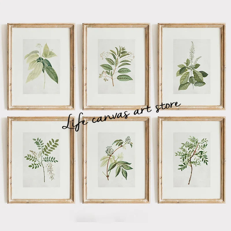 Antique botanical poster for interior kitchen decoration