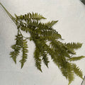 Wilted Green Grass