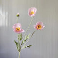 Light Pink Poppy