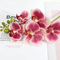 White Purple