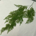 Green Iron Fern