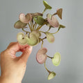 Artificial Tropical Foliage Decorative Bouquet in Plastic Grass - Fen Tongqian