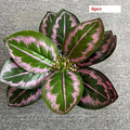6 Pieces Pink Purple