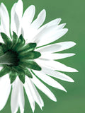 Diamond painting 5D green plant wall decoration embroidery oneself - 7898 / 20*30cm