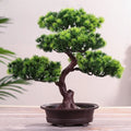 Bonsai style decorative pot plant for home and office