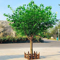 Arbre Banyan 03
