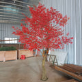 Maple 10