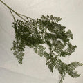Small Cypress 2