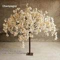 Champagne 120 cm