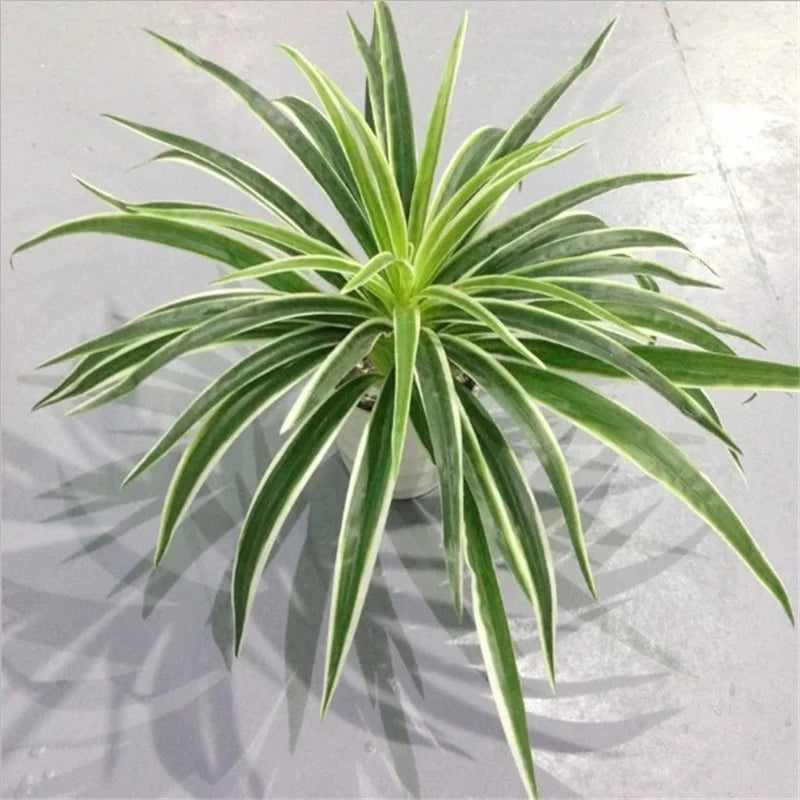 Artificial plants decorative chlorophytum for indoors without pot