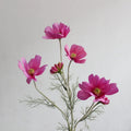 Pink Purple