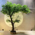 Arbre Banyan 04
