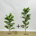 50cm And 100cm