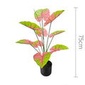 55cm No Pot Red