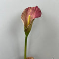 Pink Red