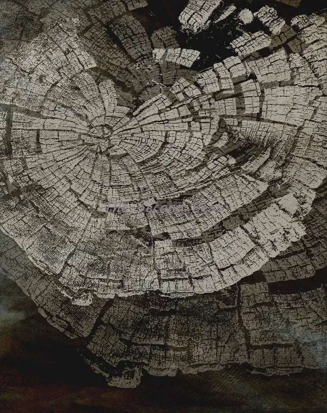 Refined Abstract Tree Rings Nordic Poster - 60X90cm Unframed / 5