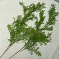 Green Celery Leaves