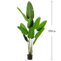 200cm Banana Tree