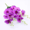 Reticulated Purple