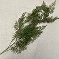 Dark Green Iron Fern