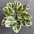 1 Piece Phoenix Flower