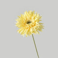 Yellow B