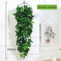 Plante grimpante