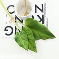 Horseshoe Leaf