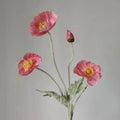 Pink Poppy 1