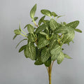 Green Dictophylle