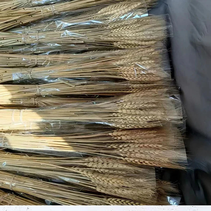 Natural dried wheat stems for festive decoration and bouquet - view 3