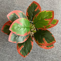 1pc Red Border