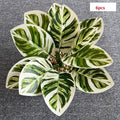 6 Pieces Blooming Phoenix