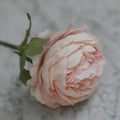 ChampagneRose