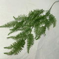 Fengya Fern