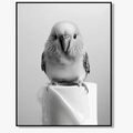 Black and white art posters with cute decorative animals