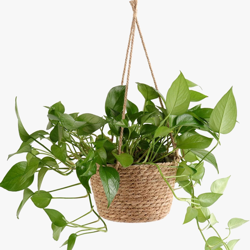 Hanging gardener in macrame storage basket for outdoor indoor plants - view 4