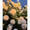 Flower number painting kit for adult artistic decorations