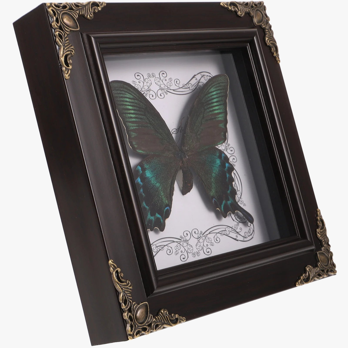 Framed butterfly in retro vintage decor taxidermie