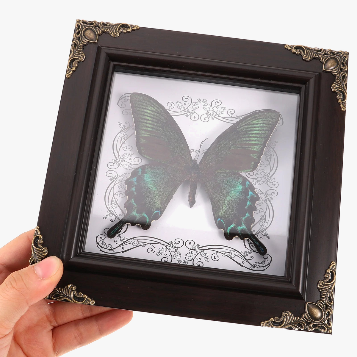 Framed butterfly in retro vintage decor taxidermie - view 3