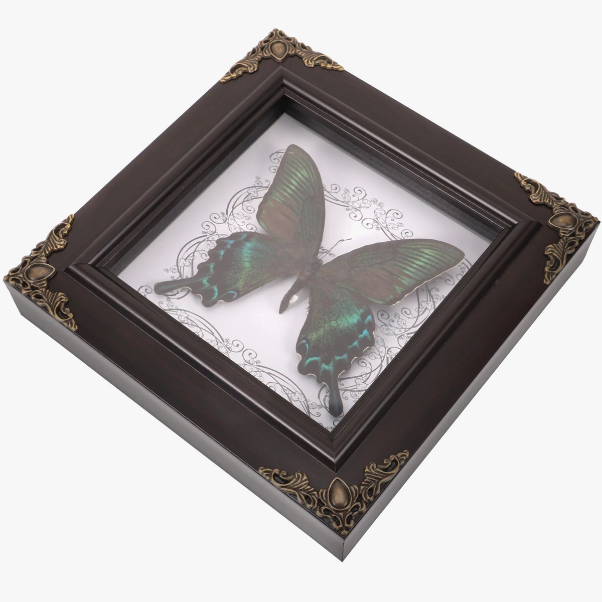 Framed butterfly in retro vintage decor taxidermie - view 5