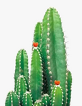 5D diamond painting to create green plants decorative mosaic artisanal